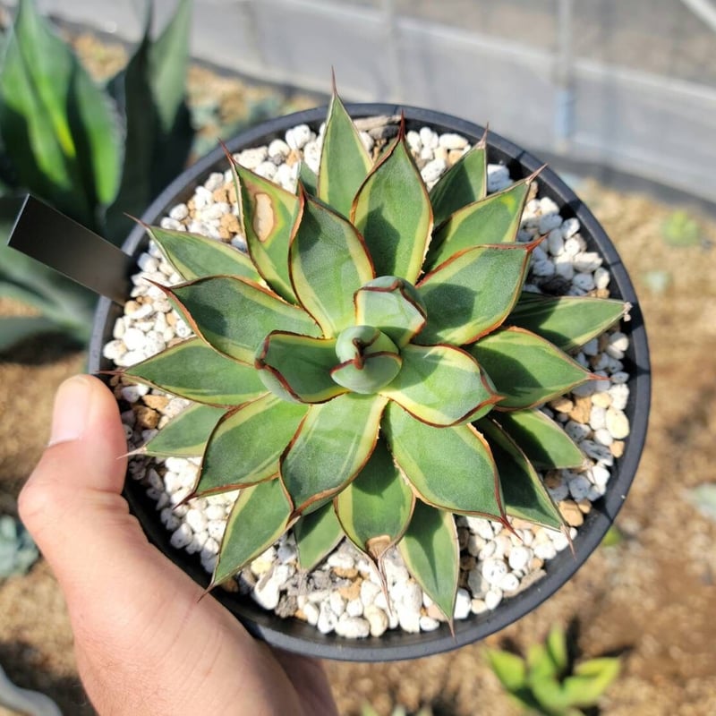 アガベ　バーントバーガンディ　Agave 'Burnt Burgundy' 楽天市場】アガベ 'バーントバーガンディ' 8寸 (観葉植物