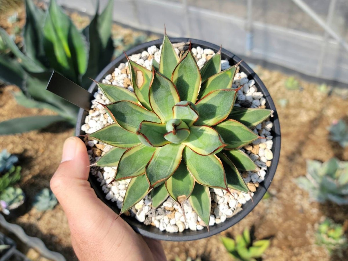 アガベ Agave 'Burnt Burgundy' f.variegata 299 agave burnt burgundy variegata大 | カトーエンゲー