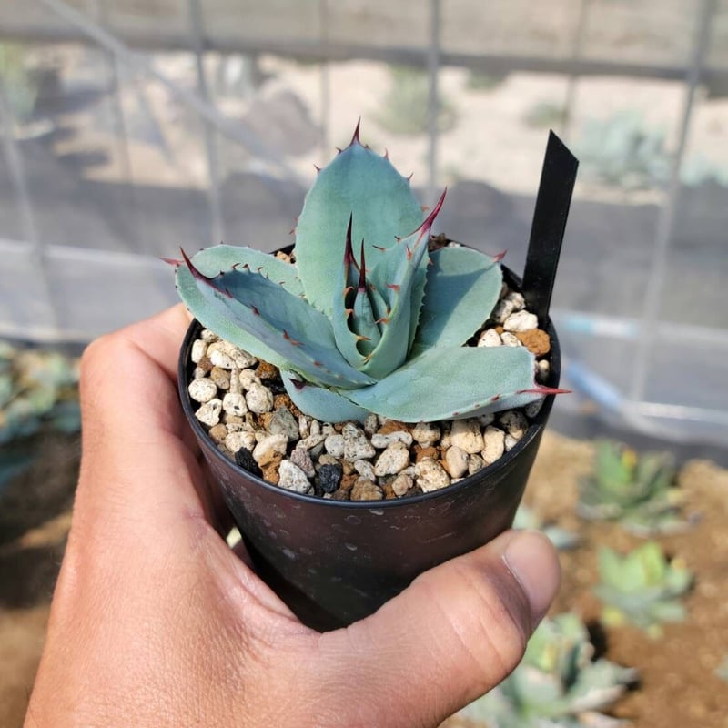 agave parryi吉祥天① | カトーエンゲー