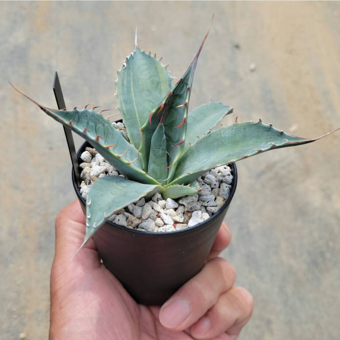 アガベパラサナ ファイヤーボール | カトーエンゲー