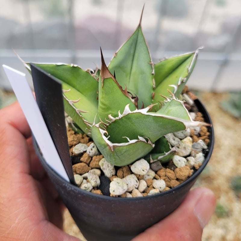 agave oteroi from oaxaca native seeds⑤ | カトーエンゲー
