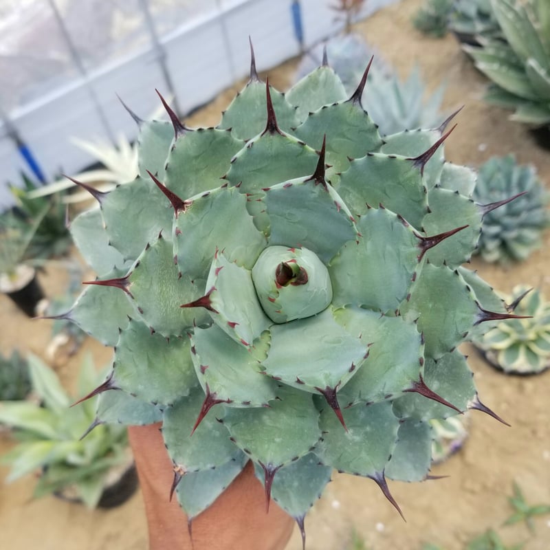 アガベ　八荒雷神 アガベ』【八荒雷神】 : 【BOTANICAL MAJESTY】