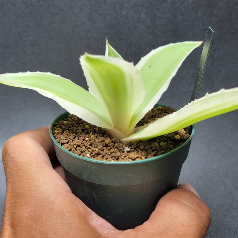 agave desmettiana 雪月花④ | カトーエンゲー