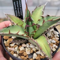 agave parryi 'j.c.'s shadow' | カトーエンゲー