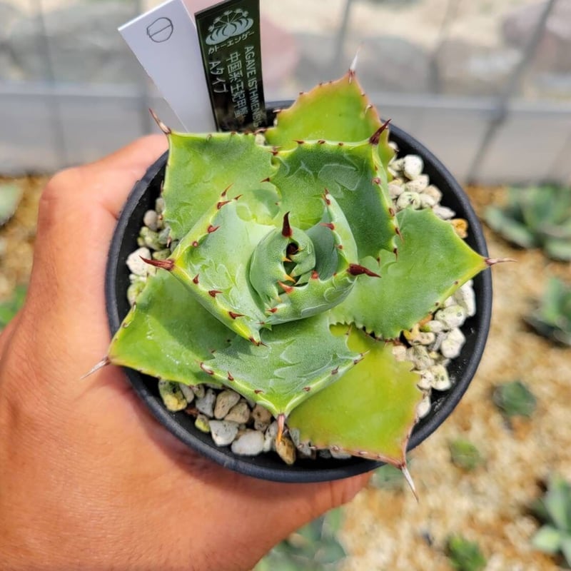 agave isthmensis 中国系'王妃甲蟹'Aタイプ① | カトーエンゲー