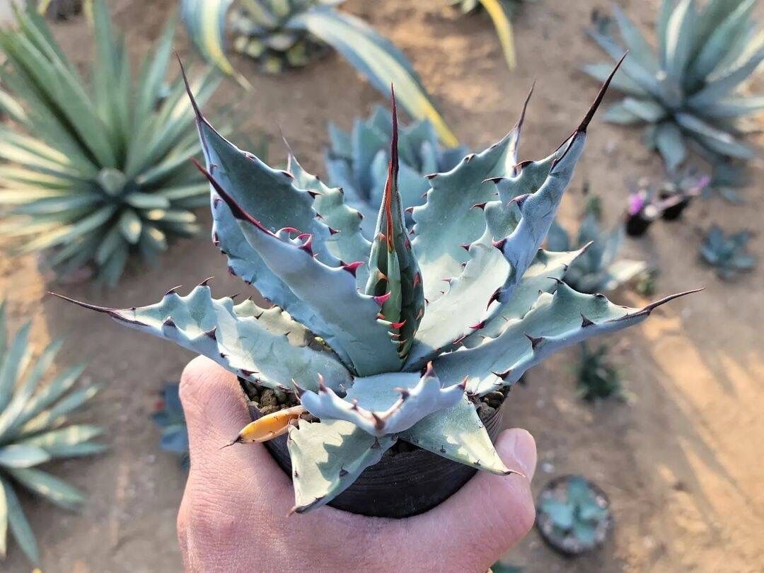 アガベ コロラータ レオ | カトーエンゲー