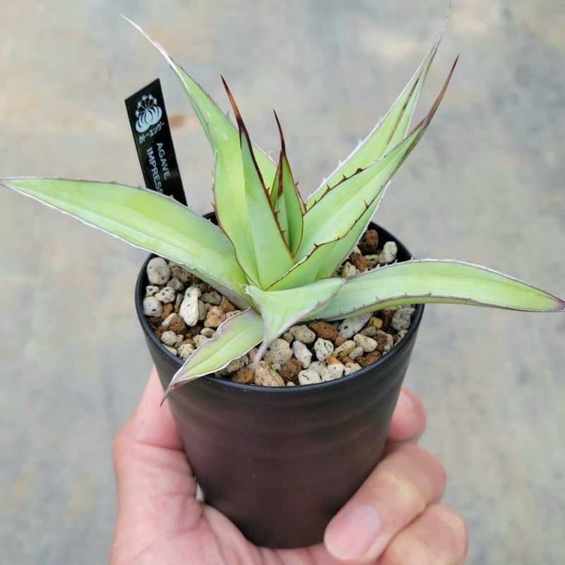 アガベ　インプレッサ 楽天市場】多肉植物：アガベ インプレッサ*幅15cm : 遊恵盆栽 楽天市場店