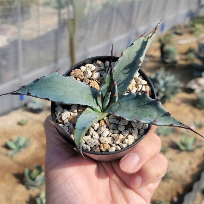 agave colorata hyb. leo② | カトーエンゲー
