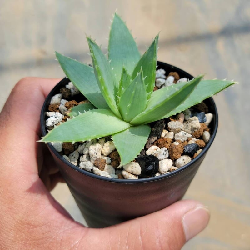 アロエ ポリフィラ | カトーエンゲー