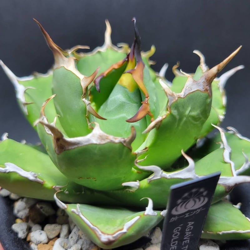 agave titanota golden star | カトーエンゲー agave titanota golden star | カトーエンゲー