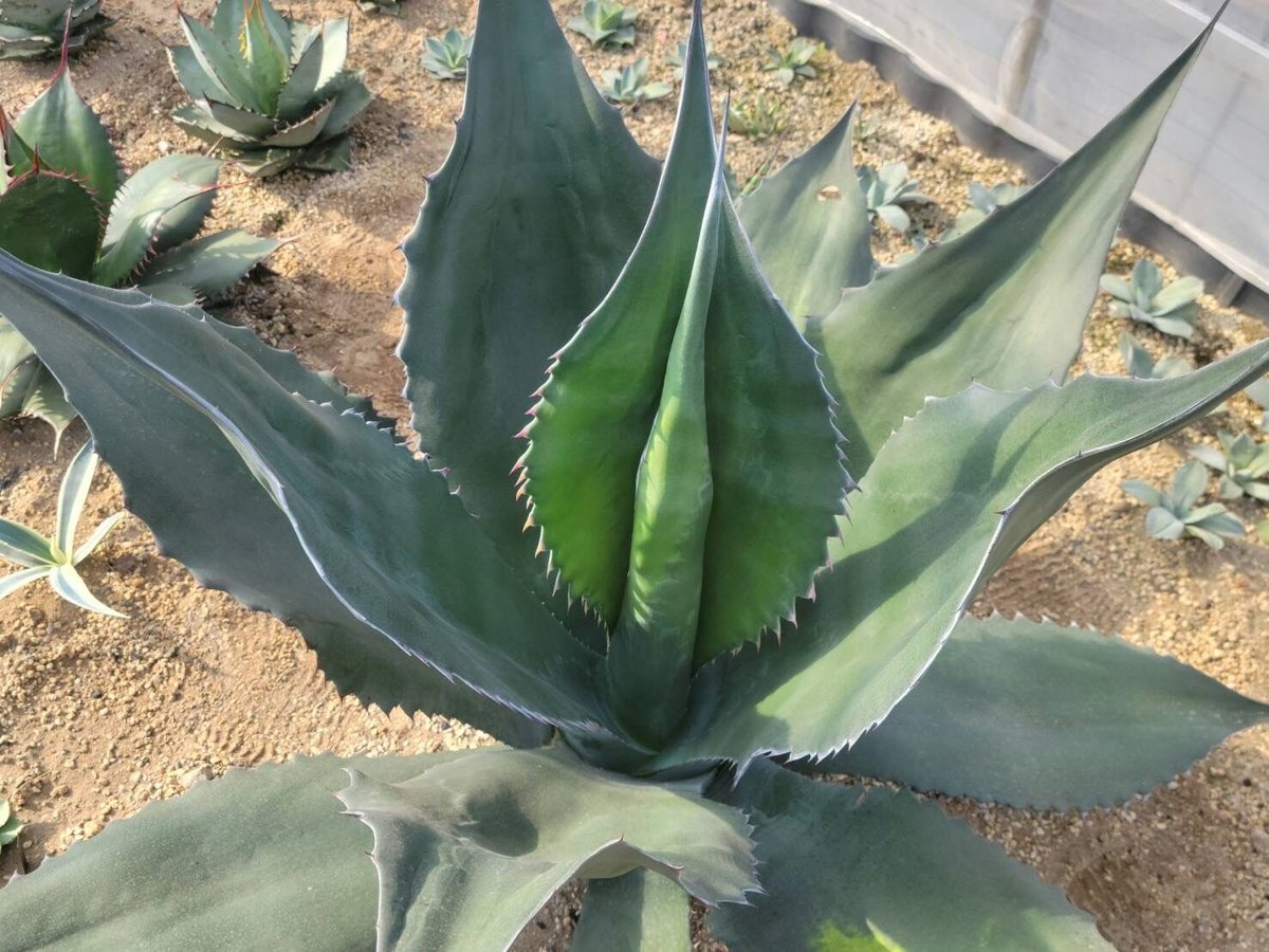 fit=scale-down,w=1200