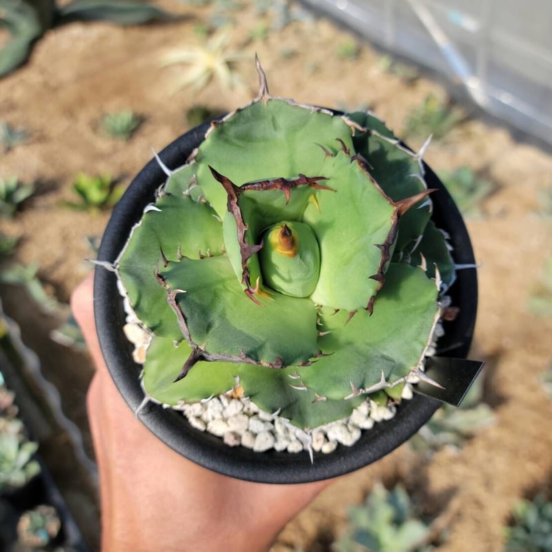 趣 agave titanota fo-076 compacta G.G.② | カトーエンゲー