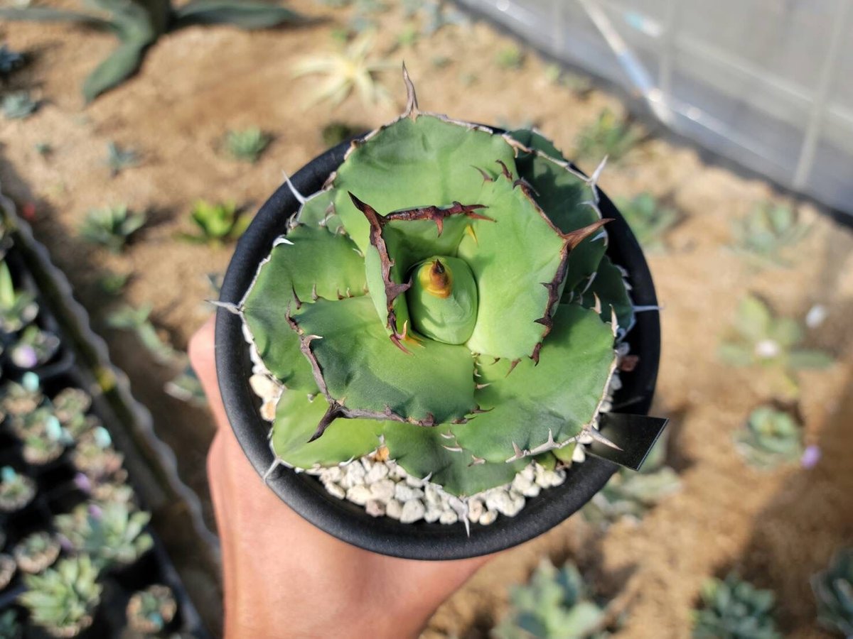 超優秀株　Agave titanta FO-76 Compact低重心 超優秀株 Agave titanta FO-76 Compact低重心