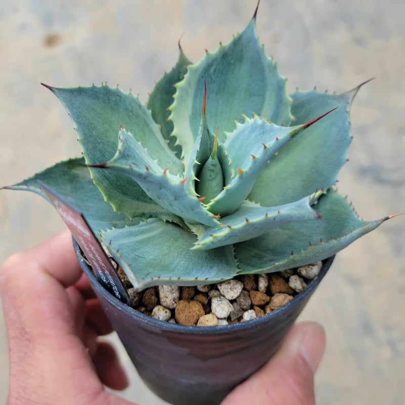 アガベ ポタトラム トレードウィンズ | カトーエンゲー