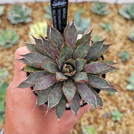 アガベ/マンガベ 色々セット　まとめ売り　入門セット アガベ/マンガベ 色々セット まとめ売り 入門セット - メルカリ