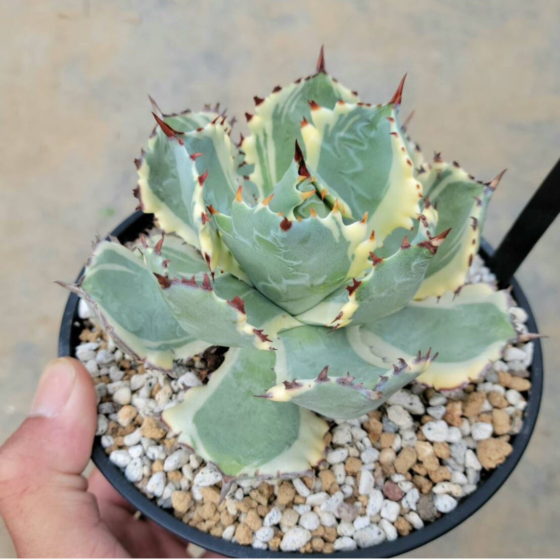 アガベ 甲蟹錦 カブトガニ錦 | カトーエンゲー