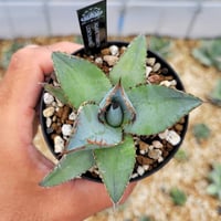 アガベ　トランカータ　ハンティントン　30センチ❗ アガベ パリー トランカータ ハンティントン | カトーエンゲー