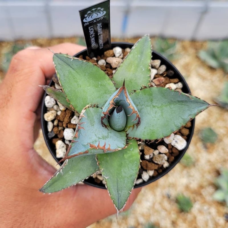 agave titanota lion's mane | カトーエンゲー