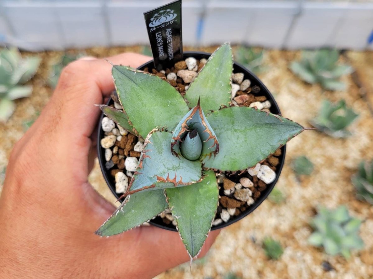 アカイアカソ アカイアカソ様専用 【公式通販】