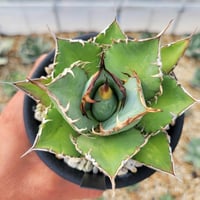 パリー JC シャドー agave parryi ‘j.c.’s shadow’ agave parryi 'j.c.'s shadow' | カトーエンゲー