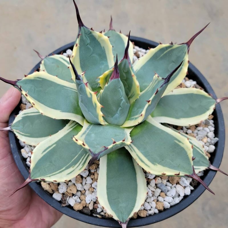 アガベ アプラナータ クリームスパイク | カトーエンゲー