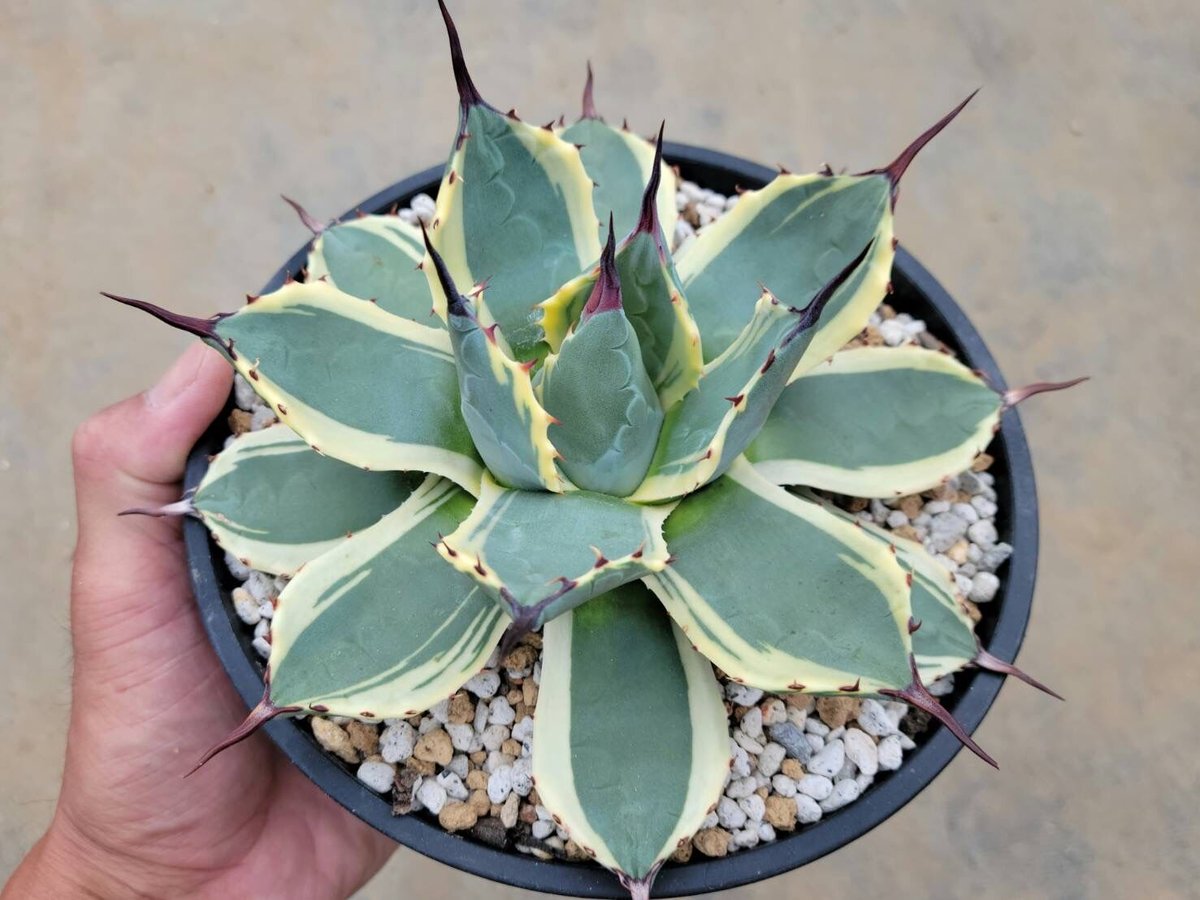 アカベ　アプラナータ　クリームスパイク　大株 アガベ・アプラナータ 'クリーム スパイク'｜Agave applanata 'Cream