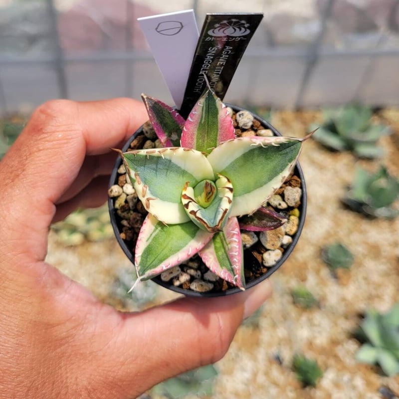 agave titanota'snaggle tooth ① | カトーエンゲー