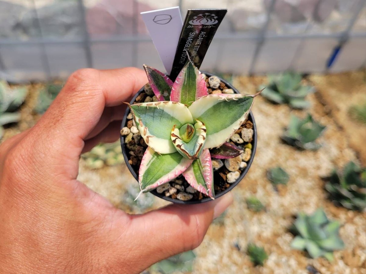 アガベ Agave titanota 'Snaggle Tooth' 180 Agave titanota 'Snaggle Tooth' 180 Agave Tıtanota 'Snaggle tooth