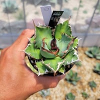 アガベ ローガンカルホーン | カトーエンゲー