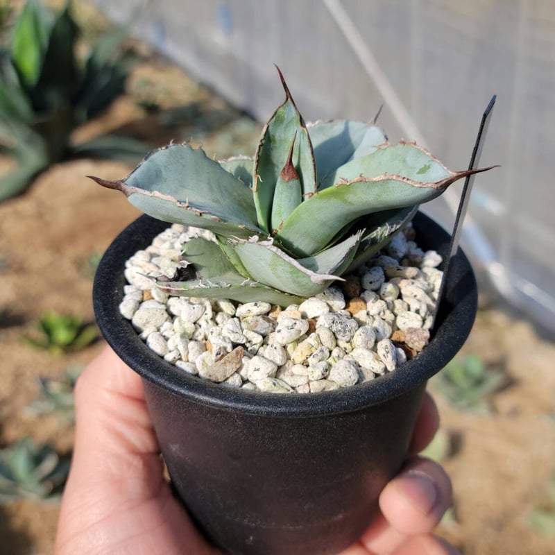 趣 agave titanota white ice smooth edge | カトーエンゲー