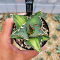 アガベ　トランカータ　ハンティントン　30センチ❗値下げ不可❗ アガベ パリー トランカータ ハンティントン | カトーエンゲー