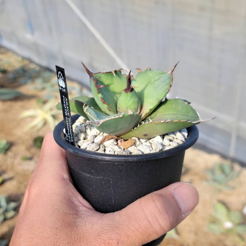 趣 agave titanota fo-076 compacta G.G.小 | カトーエンゲー