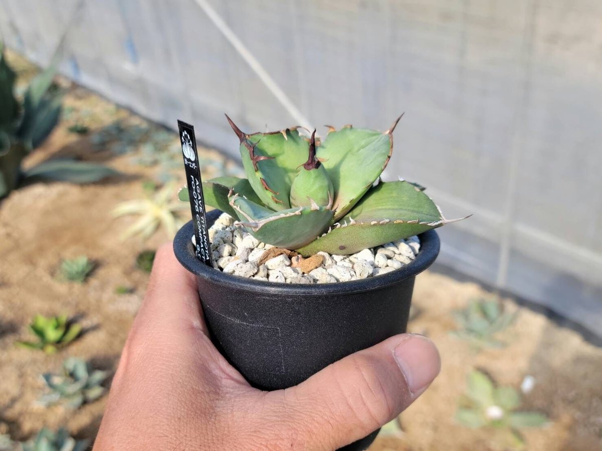 趣 agave titanota fo-076 compacta G.G.小 | カトーエンゲー