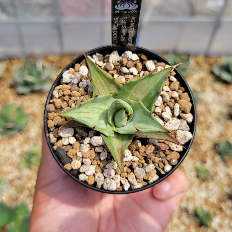 agave deserti ssp.simplex 'snow devil' | カトーエンゲー agave deserti ssp.simplex 'snow devil' | カトーエンゲー