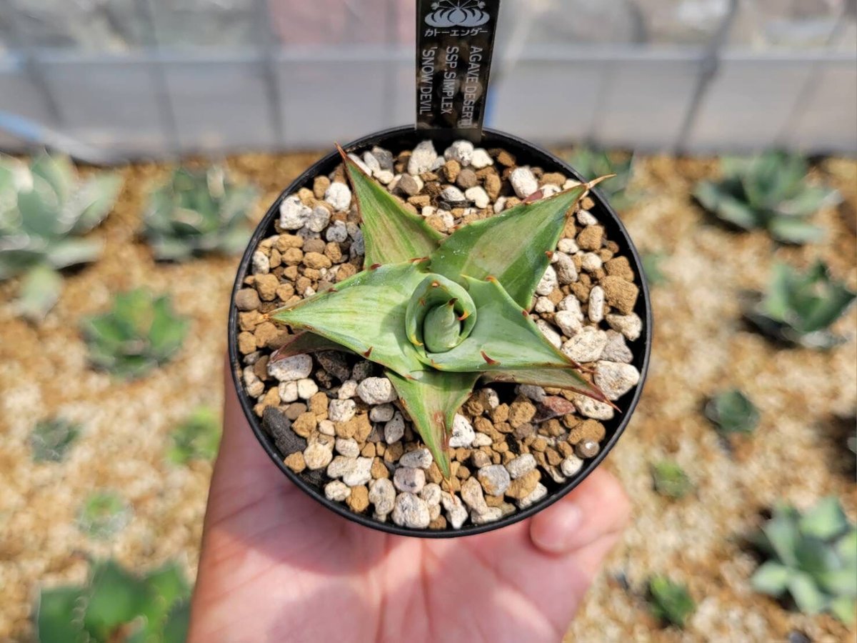 agave deserti ssp.simplex 'snow devil' | カトーエンゲー