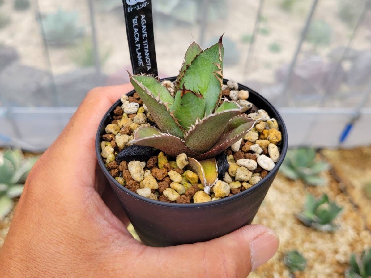 agave titanota 'black flame' | カトーエンゲー agave titanota 'black flame' | カトーエンゲー