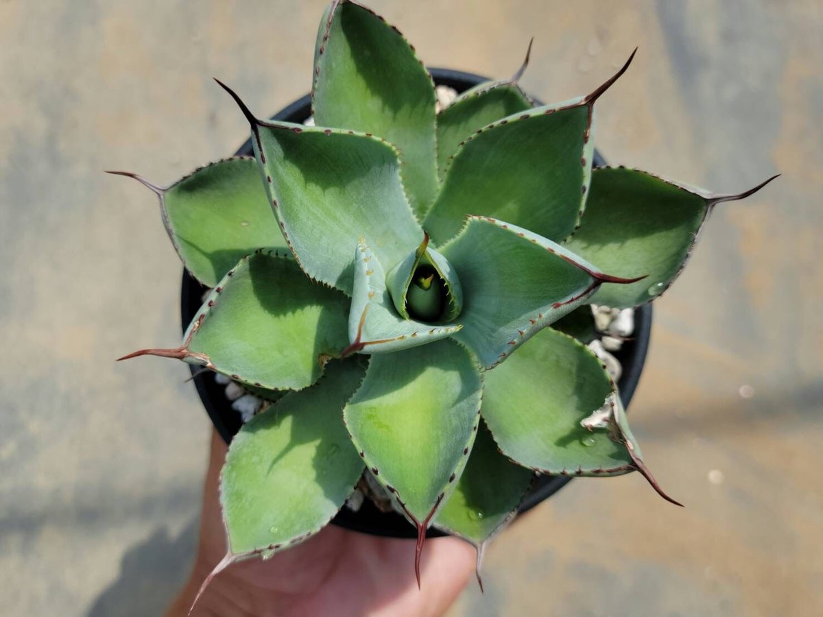 アガベ　ベビーティース　ベイビーティース　青　錦　2株セット出品 アガベ ベビーティース錦 Agave 'Baby teeth variegata