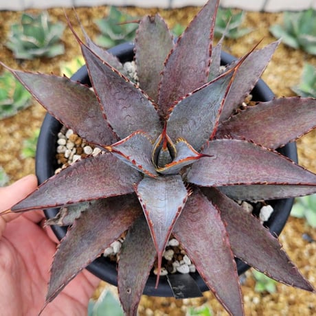 アガベ/マンガベ 色々セット　まとめ売り　入門セット マンガベ | STORES