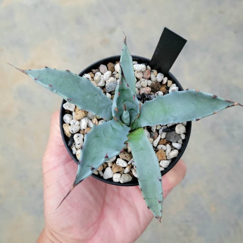 アガベ コロラータ レオ | カトーエンゲー