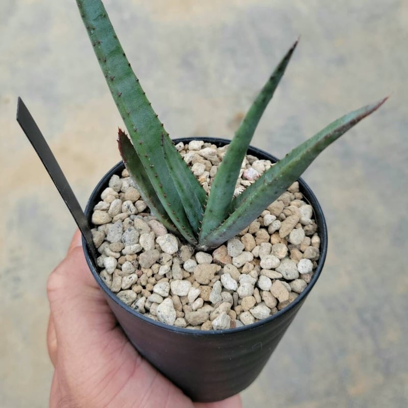 アロエ クリプトポーダ 黒太刀 | カトーエンゲー