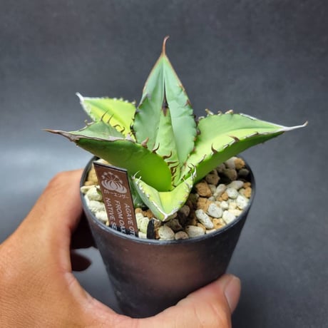 agave oteroi from oaxaca native seeds①