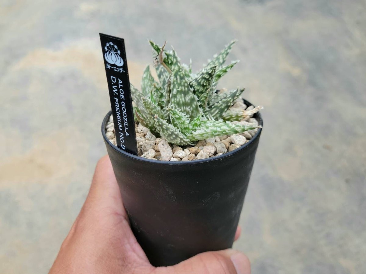 アロエ ゴジラ D.W.プレミアムno.9 | カトーエンゲー