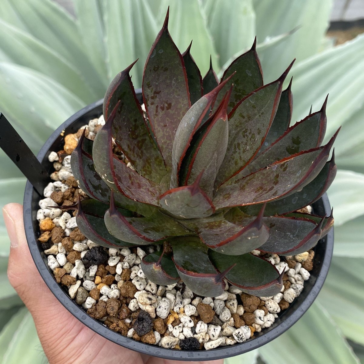 マンガベプレイングハンズ　三頭ケルベロス マンガベ：プレイングハンズ3号ポット の通販 | 園芸ネット