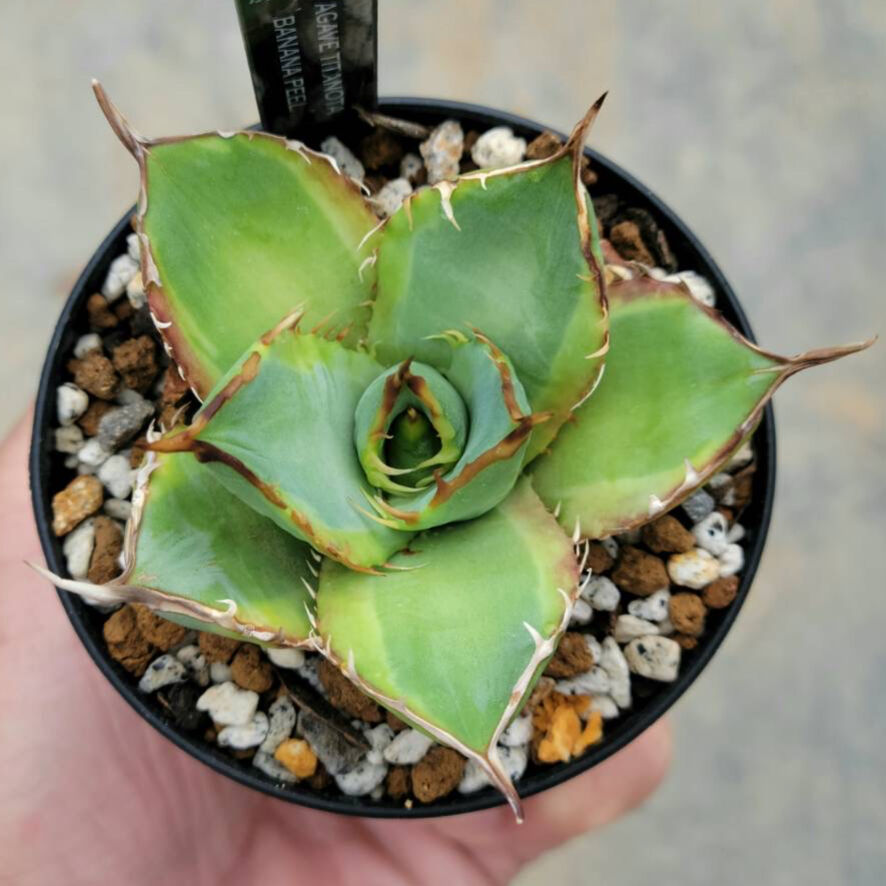 大幅値下げ‼︎agave titanota banana peel アガベ チタノタ バナナ ピール 大幅値下げ‼︎agave titanota banana peel アガベ チタノタ バナナ ピール