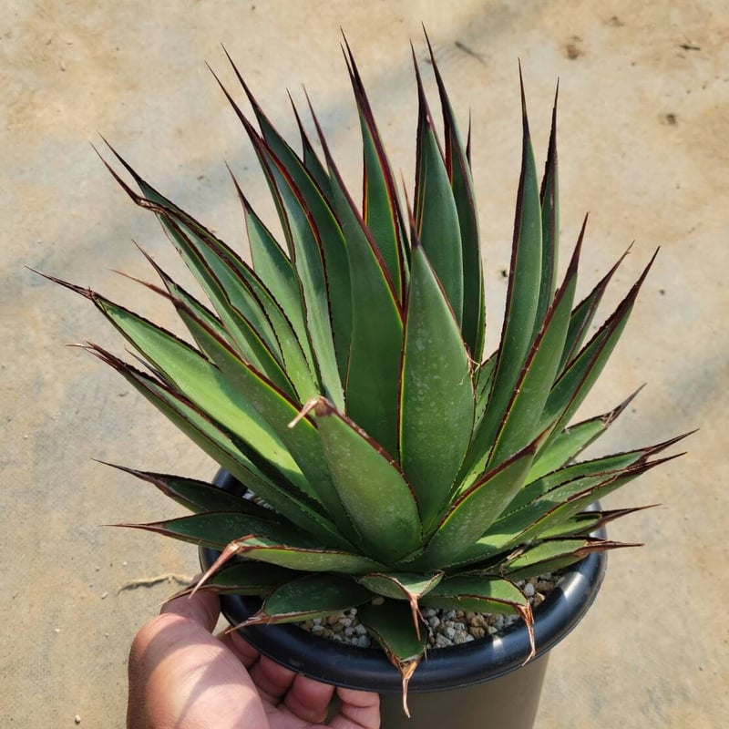 アガベ グリーングロー | カトーエンゲー