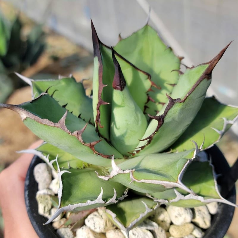 趣 agave titanota panda(熊猫)② | カトーエンゲー