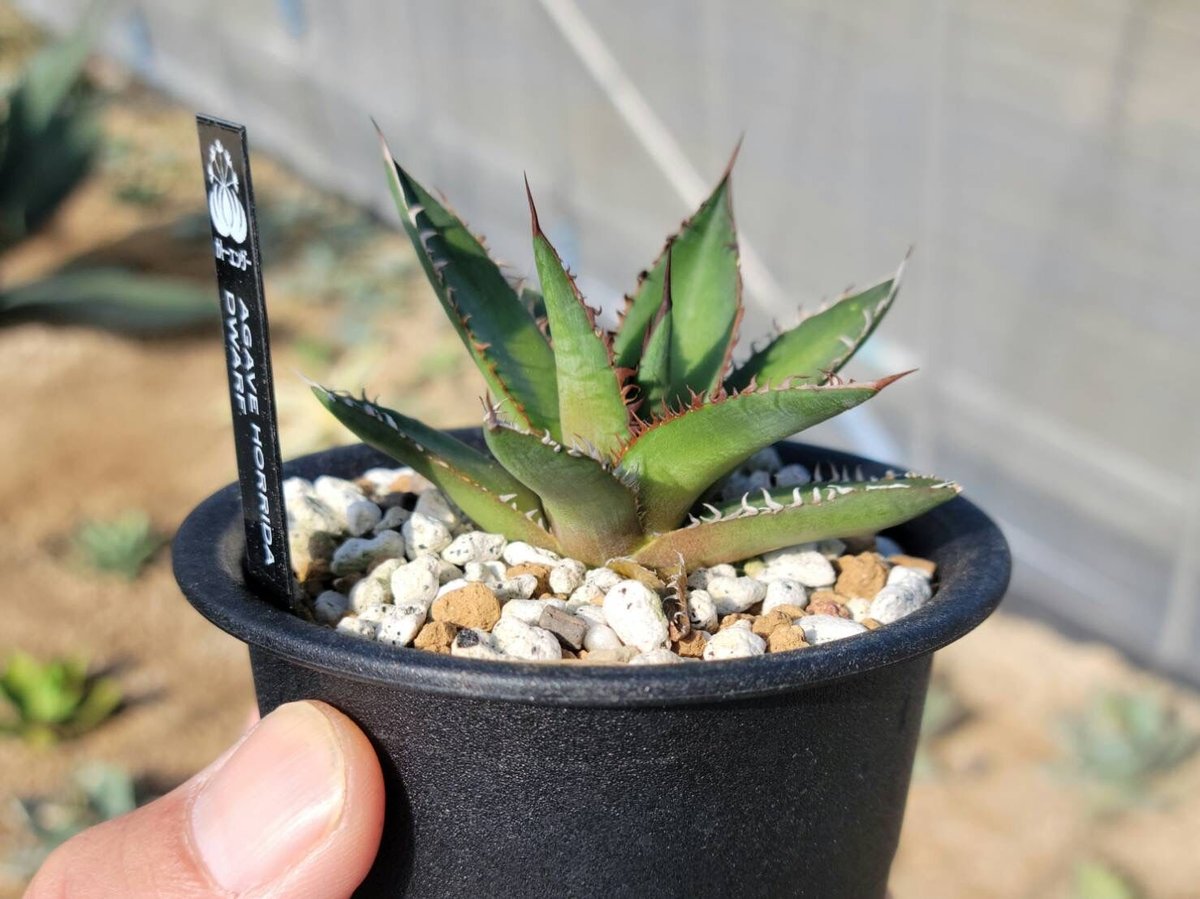 趣 agave horrida dwarf | カトーエンゲー