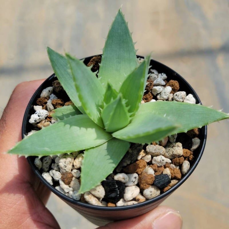 アロエ ポリフィラ | カトーエンゲー