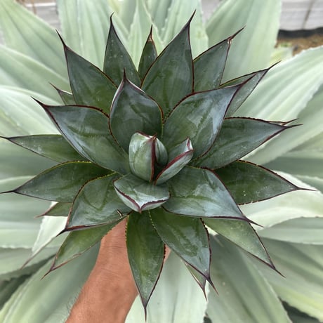 アガベブルーグロー | STORES