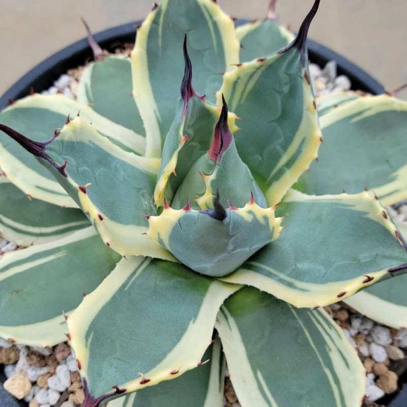 アガベ アプラナータ クリームスパイク | カトーエンゲー